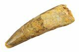 Fossil Spinosaurus Tooth - Feeding Worn Tip #353131-1